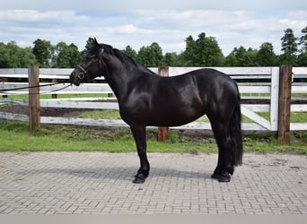 Polnisches Kaltblut, Stute, 3 Jahre, 162 cm, Schwarzbrauner