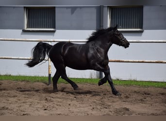 Polnisches Kaltblut, Stute, 3 Jahre, 162 cm, Schwarzbrauner