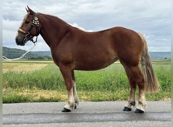 Polnisches Kaltblut, Stute, 3 Jahre, 164 cm, Dunkelfuchs