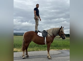 Polnisches Kaltblut, Stute, 3 Jahre, 164 cm, Dunkelfuchs