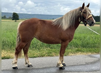 Polnisches Kaltblut, Stute, 3 Jahre, 164 cm, Dunkelfuchs
