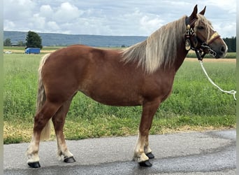 Polnisches Kaltblut, Stute, 3 Jahre, 164 cm, Dunkelfuchs