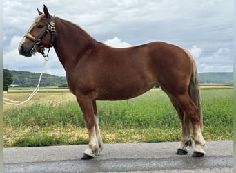 Polnisches Kaltblut, Stute, 3 Jahre, 164 cm, Dunkelfuchs