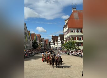 Polnisches Kaltblut, Stute, 3 Jahre, 164 cm, Dunkelfuchs