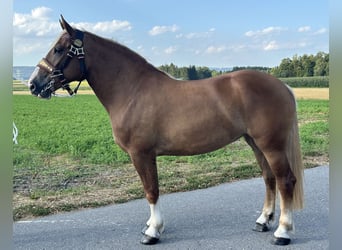 Polnisches Kaltblut Mix, Stute, 3 Jahre, 166 cm, Fuchs