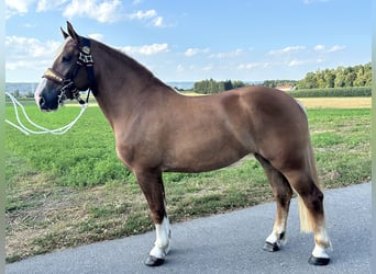 Polnisches Kaltblut Mix, Stute, 3 Jahre, 166 cm, Fuchs