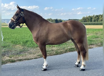 Polnisches Kaltblut Mix, Stute, 3 Jahre, 166 cm, Fuchs