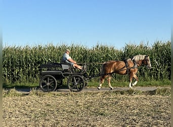 Polnisches Kaltblut Mix, Stute, 3 Jahre, 166 cm, Fuchs