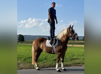 Polnisches Kaltblut Mix, Stute, 3 Jahre, 166 cm, Fuchs