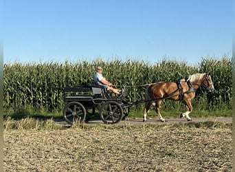 Polnisches Kaltblut Mix, Stute, 3 Jahre, 166 cm, Fuchs