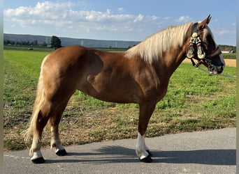 Polnisches Kaltblut Mix, Stute, 3 Jahre, 166 cm, Fuchs