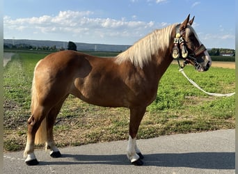 Polnisches Kaltblut Mix, Stute, 3 Jahre, 166 cm, Fuchs