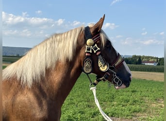 Polnisches Kaltblut Mix, Stute, 3 Jahre, 166 cm, Fuchs