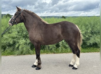 Polnisches Kaltblut Mix, Stute, 4 Jahre, 150 cm, Dunkelfuchs