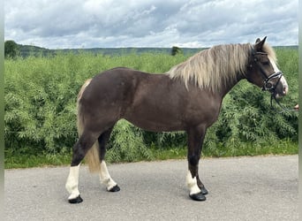 Polnisches Kaltblut Mix, Stute, 4 Jahre, 150 cm, Dunkelfuchs