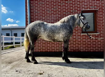 Polnisches Kaltblut Mix, Stute, 4 Jahre, 155 cm, Apfelschimmel