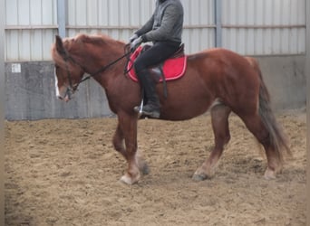 Polnisches Kaltblut Mix, Stute, 4 Jahre, 155 cm, Fuchs