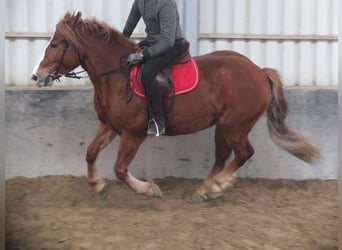 Polnisches Kaltblut Mix, Stute, 4 Jahre, 155 cm, Fuchs