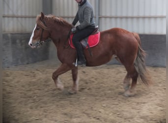 Polnisches Kaltblut Mix, Stute, 4 Jahre, 155 cm, Fuchs