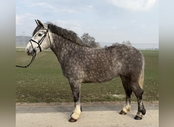 Polnisches Kaltblut, Stute, 4 Jahre, 156 cm, Apfelschimmel