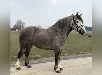 Polnisches Kaltblut, Stute, 4 Jahre, 156 cm, Apfelschimmel
