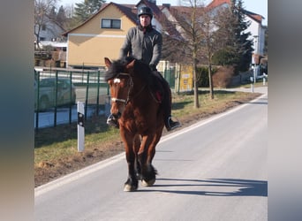 Polnisches Kaltblut, Stute, 4 Jahre, 157 cm, Brauner