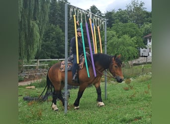Polnisches Kaltblut, Stute, 4 Jahre, 158 cm, Brauner
