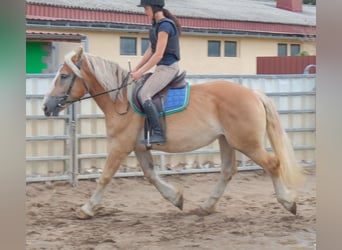 Polnisches Kaltblut, Stute, 4 Jahre, 158 cm, Palomino