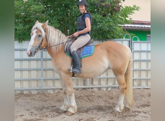 Polnisches Kaltblut, Stute, 4 Jahre, 158 cm, Palomino