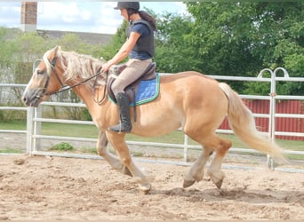 Polnisches Kaltblut, Stute, 4 Jahre, 158 cm, Palomino