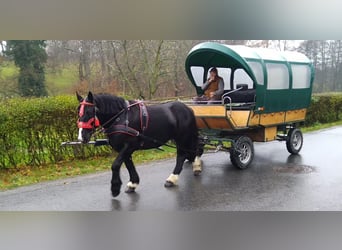 Polnisches Kaltblut, Stute, 4 Jahre, 160 cm, Rappe