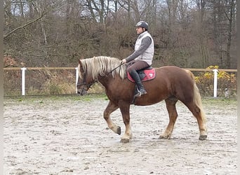 Polnisches Kaltblut, Stute, 4 Jahre, 162 cm, Fuchs