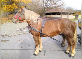 Polnisches Kaltblut, Stute, 4 Jahre, 162 cm, Fuchs