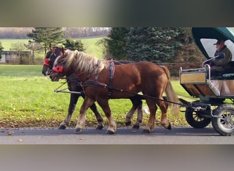 Polnisches Kaltblut, Stute, 4 Jahre, 162 cm, Fuchs