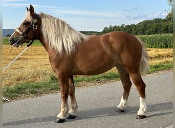 Polnisches Kaltblut, Stute, 4 Jahre, 164 cm, Fuchs