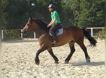 Polnisches Kaltblut, Stute, 4 Jahre, 166 cm, Dunkelbrauner