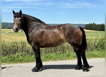 Polnisches Kaltblut, Stute, 4 Jahre, 166 cm, Dunkelbrauner