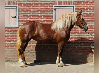 Polnisches Kaltblut, Stute, 4 Jahre, 166 cm