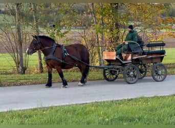 Polnisches Kaltblut, Stute, 5 Jahre, 155 cm, Brauner