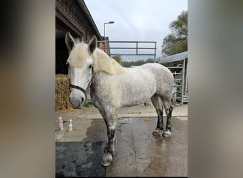Polnisches Kaltblut, Stute, 5 Jahre, 158 cm, Schimmel