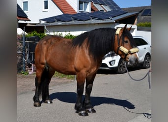 Polnisches Kaltblut Mix, Stute, 5 Jahre, 160 cm, Brauner