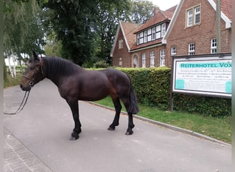 Polnisches Kaltblut, Stute, 5 Jahre, 162 cm, Brauner