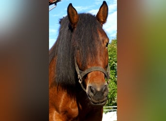 Polnisches Kaltblut, Stute, 5 Jahre, 162 cm, Brauner