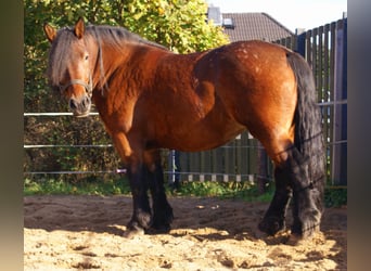 Polnisches Kaltblut, Stute, 5 Jahre, 162 cm, Brauner