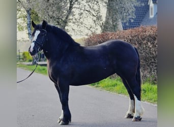 Polnisches Kaltblut, Stute, 5 Jahre, 163 cm, Rappe