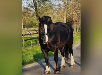 Polnisches Kaltblut, Stute, 5 Jahre, 163 cm, Rappe