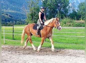Polnisches Kaltblut, Stute, 6 Jahre, 156 cm, Fuchs