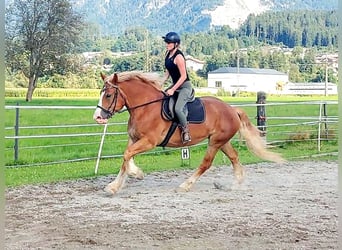 Polnisches Kaltblut, Stute, 6 Jahre, 156 cm, Fuchs