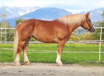 Polnisches Kaltblut, Stute, 6 Jahre, 156 cm, Fuchs