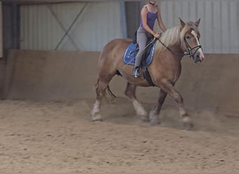 Polnisches Kaltblut, Stute, 6 Jahre, 156 cm, Fuchs